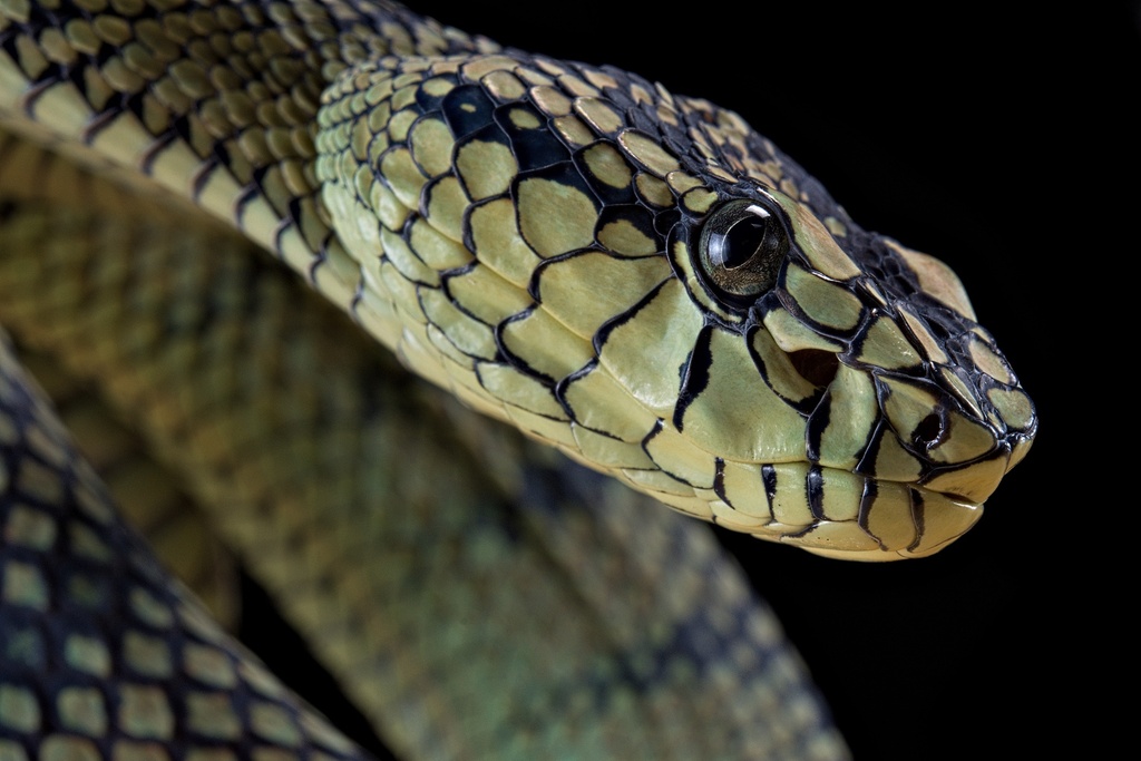 Trimeresurus Sumatranus 