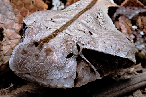 Bitis gabonica 