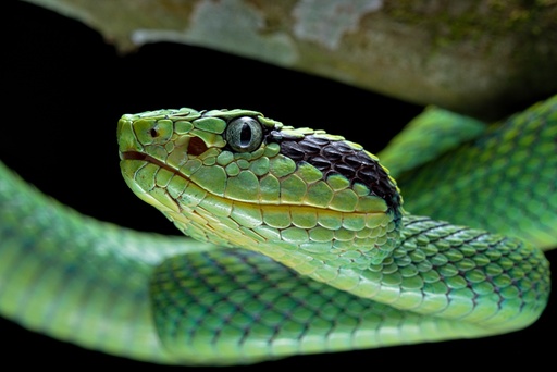 Botriechis aurifer 