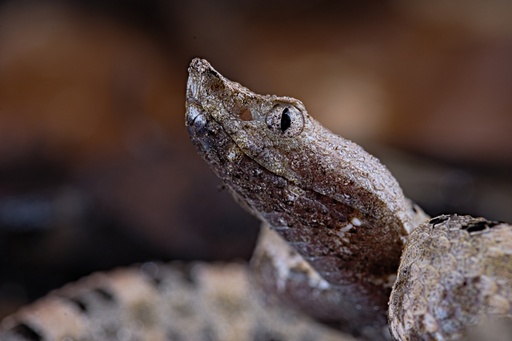 Porthidium lansbergii 