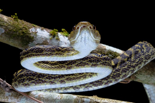 Protobothrops flavoviridis 