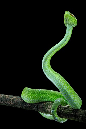 Tropidolaemus subannulatus
