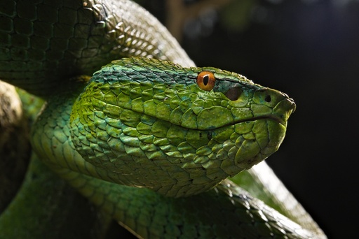 Tropidolaemus subannulatus 